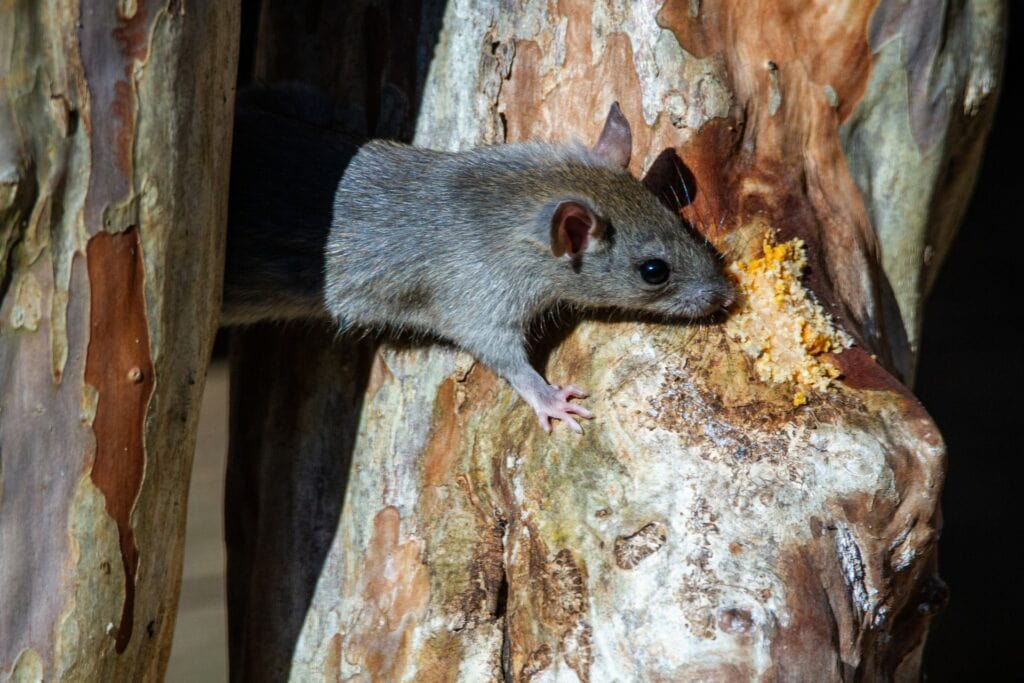 rat leaning on a wood