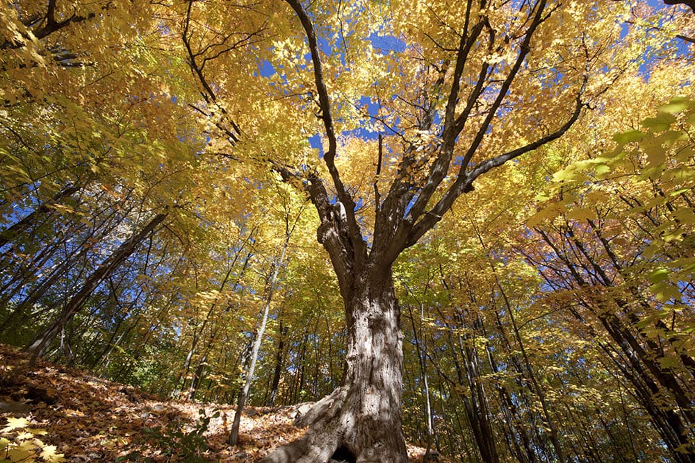 Sugar maple tree in autumn