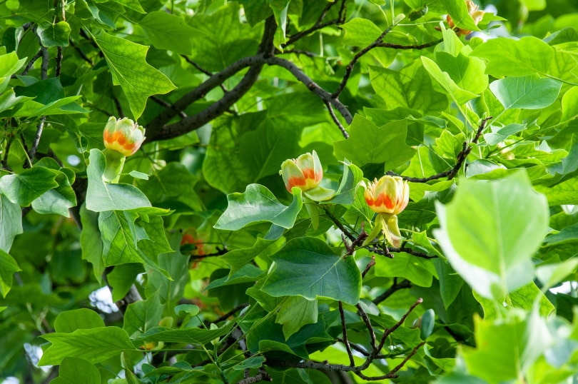 tulip poplar tree