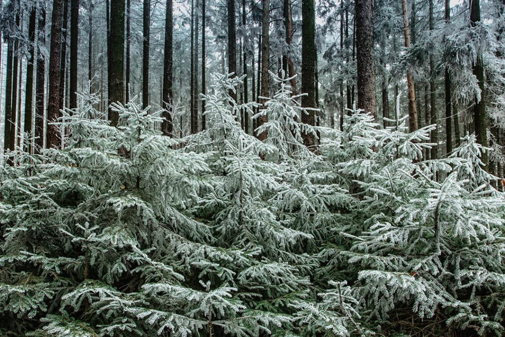 white spruce trees