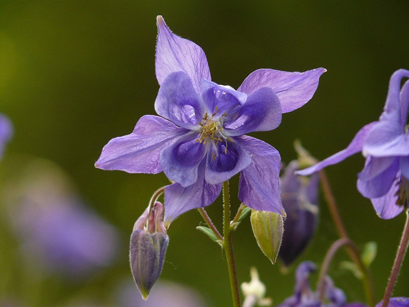 Common Blue Violett