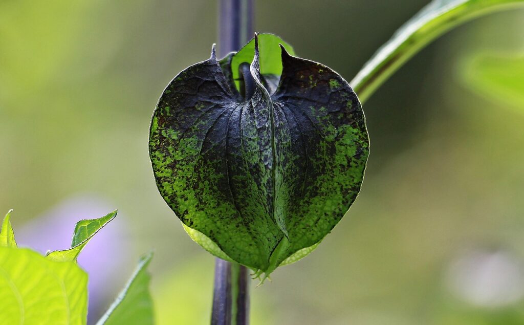 Poisoned leaf