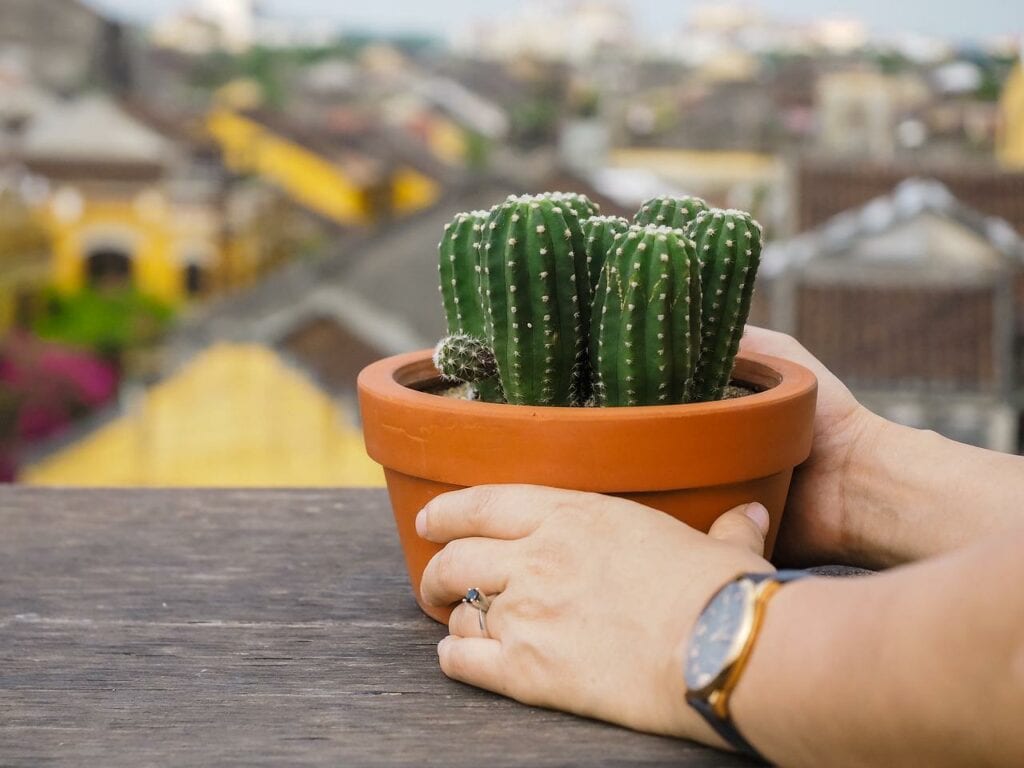 Potted Cactus