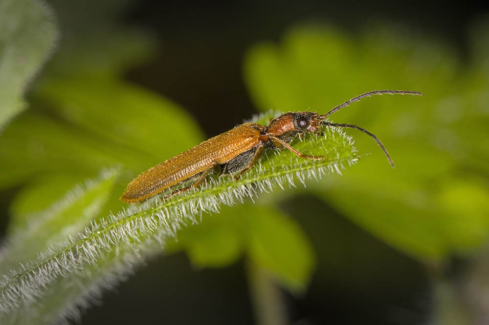 Soldier Beetle_DerWeg_Pixabay
