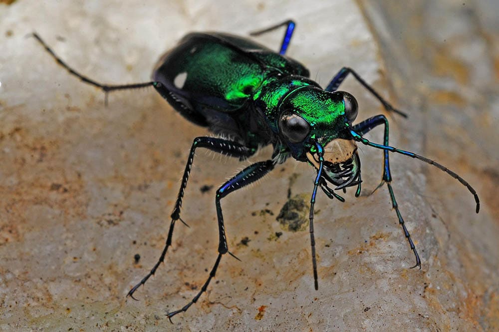 Tiger Beetle_631372_Pixabay