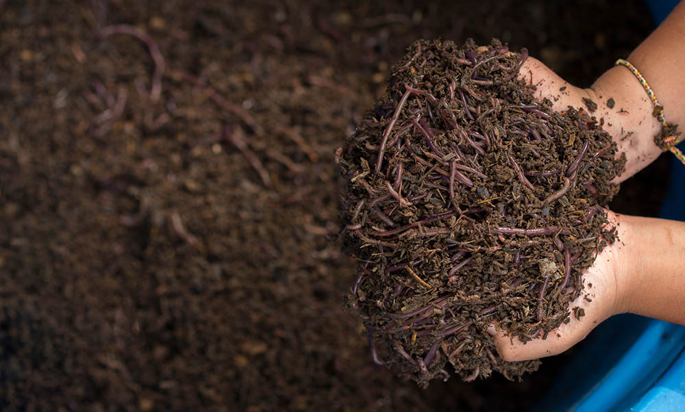 Vermiculture_SomprasongWittayanupakorn_Shutterstock