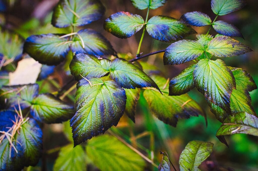 Withered leaves