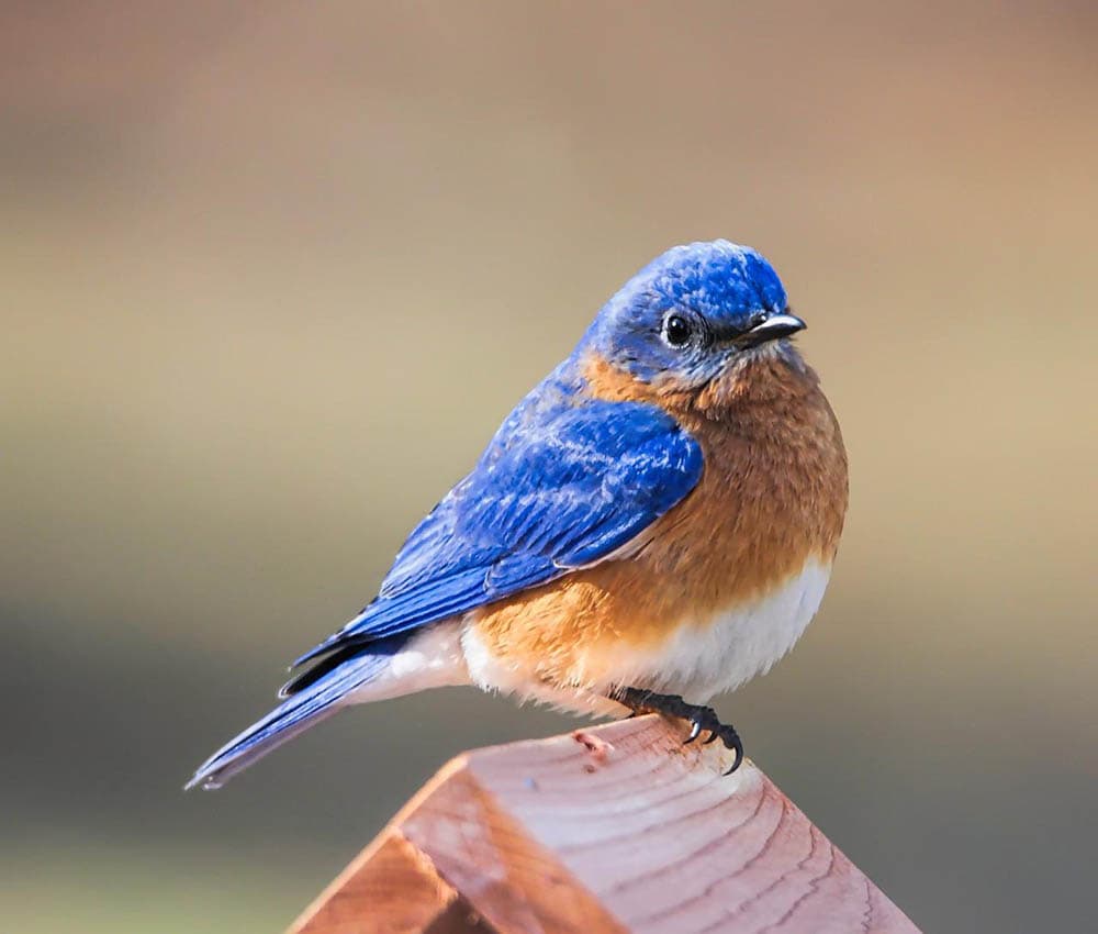 close up eastern bluebird perched on birdhouse