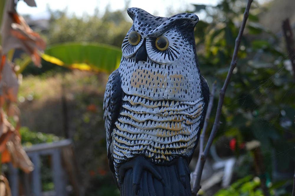 fake owl in the garden