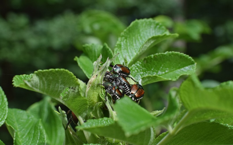 japanese beetles