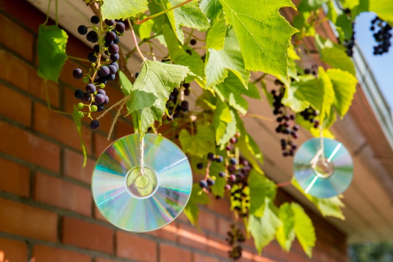 old discs bird repellent