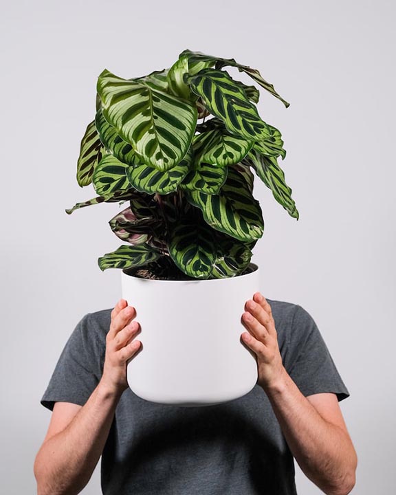 person holding a potted calathea