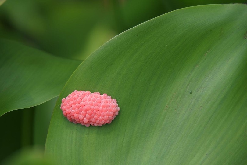 snail eggs on leaf