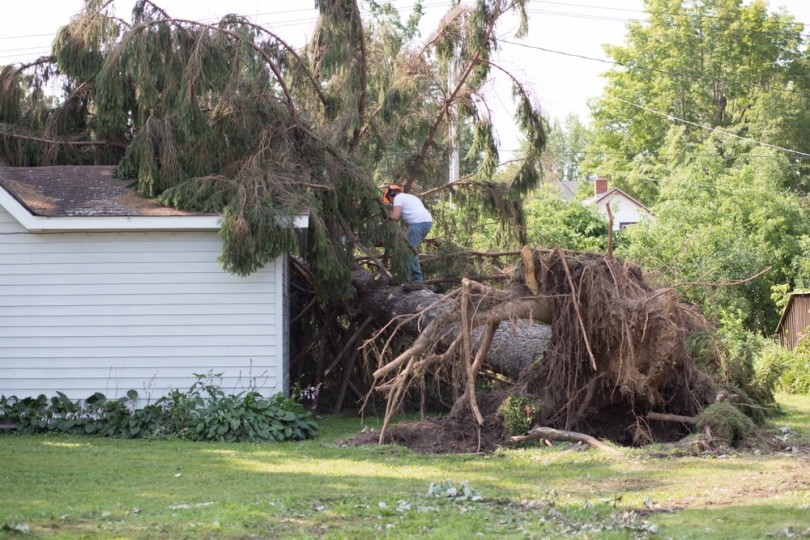 tree falls in the house