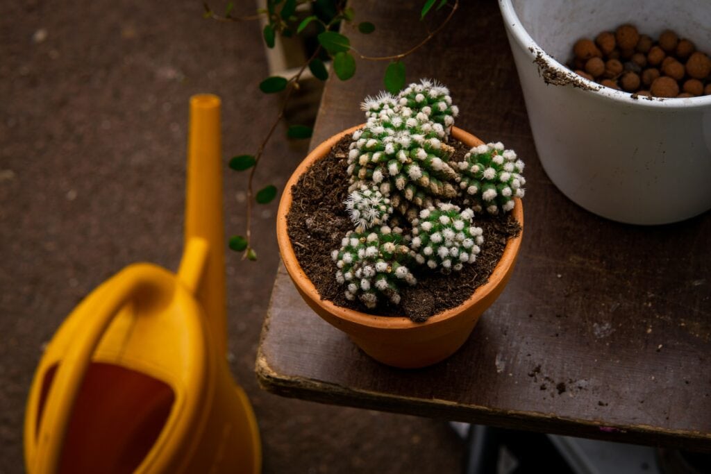 watering can and a cactus in a pot