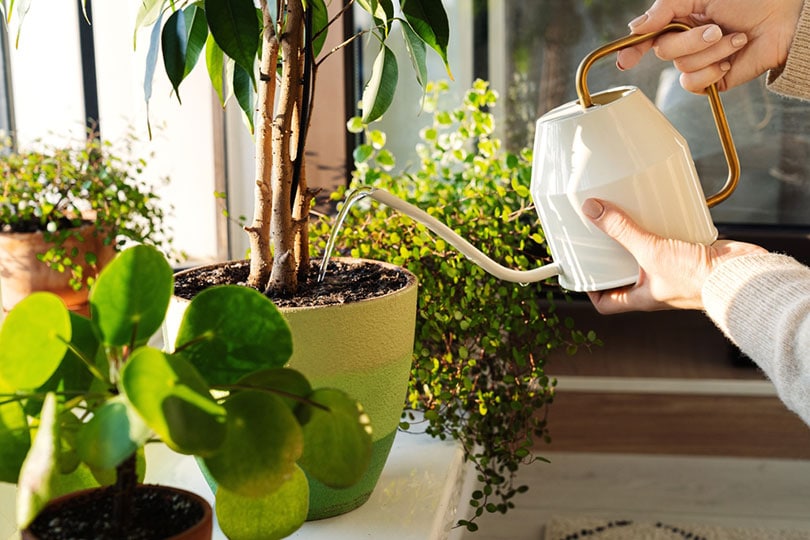 woman watering the plants