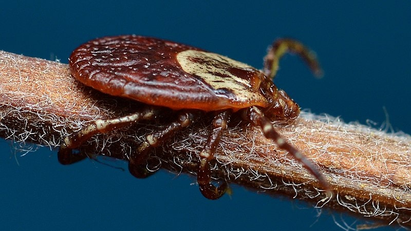 American Dog Tick