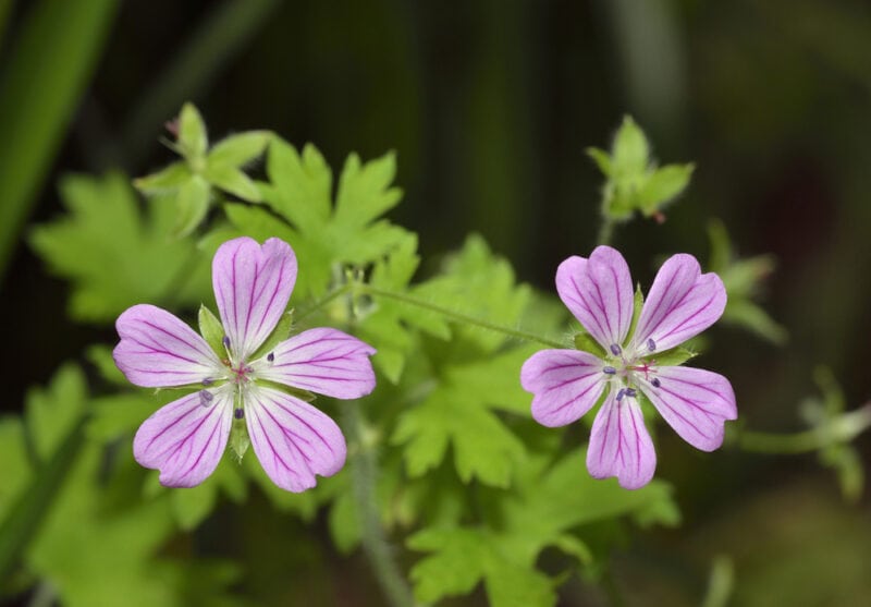 Crested Cranesbill