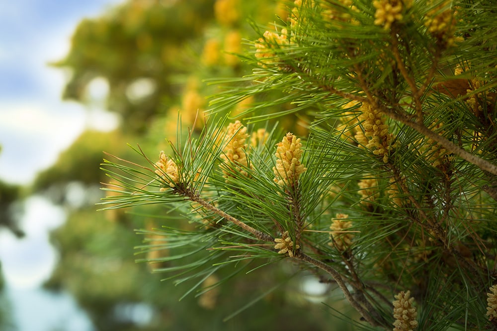 How Fast Do Pine Trees Grow? How To Get Them To Grow Faster Grea Vision
