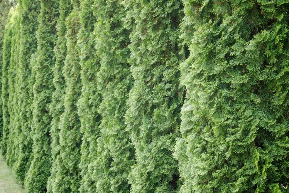 Emerald Green Arborvitae