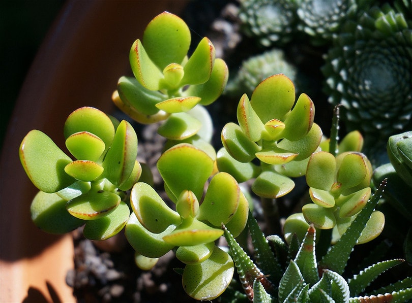 Jade Plant