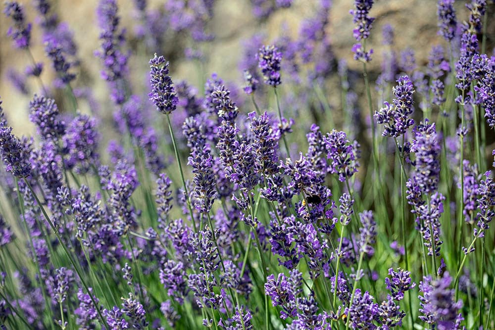 Munstead English Lavender