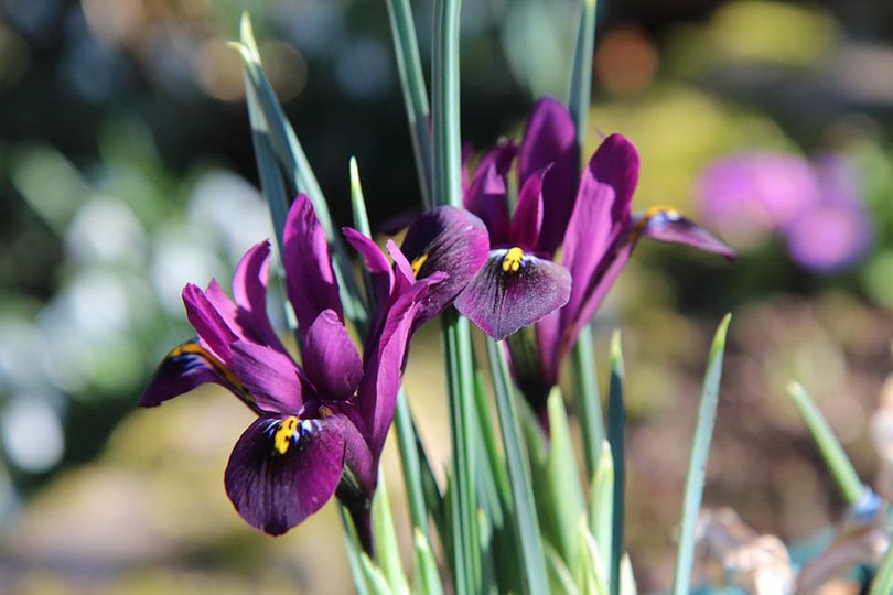 Purple Iris Bulb