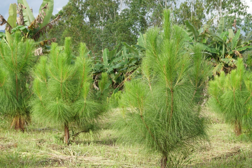 How Fast Do Pine Trees Grow? How To Get Them To Grow Faster Grea Vision