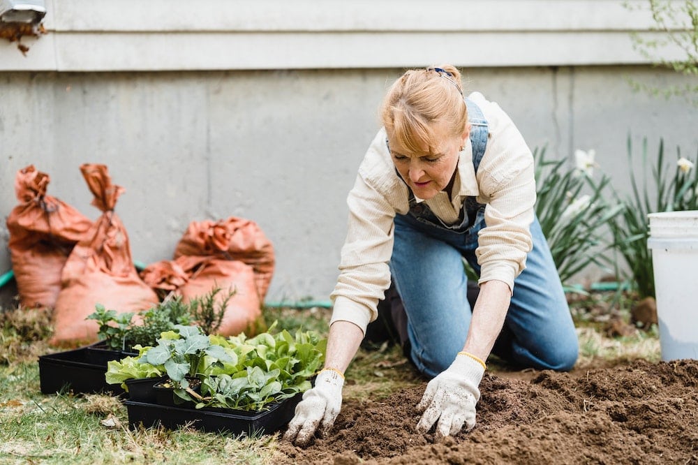 Can MiracleGro Burn Plants? What You Need To Know Grea Vision