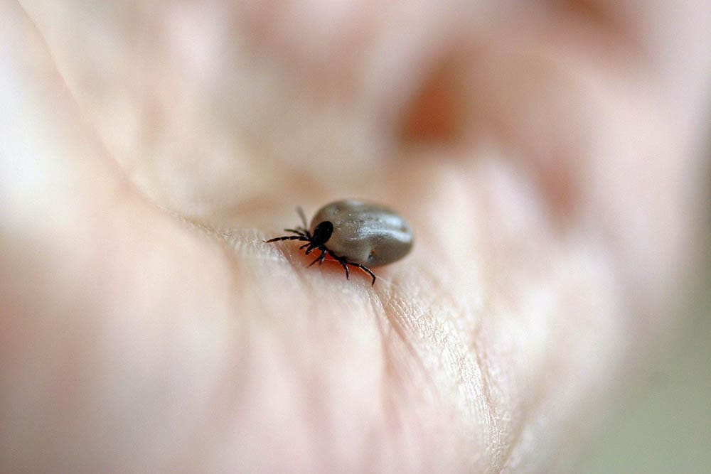 Wooden trestle tick