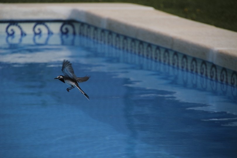 a small bird flying over swimming pool