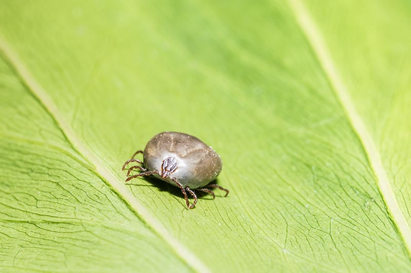 6 Types of Ticks in Tennessee (With Pictures) Grea Vision