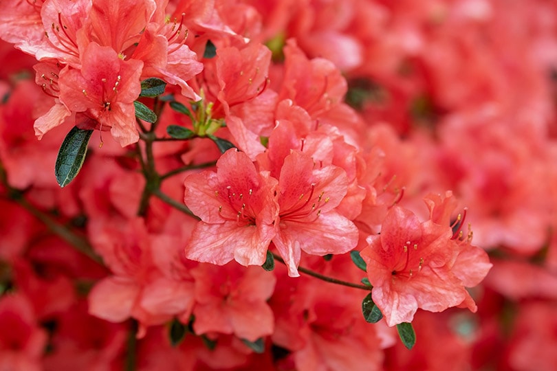 azalea flowers