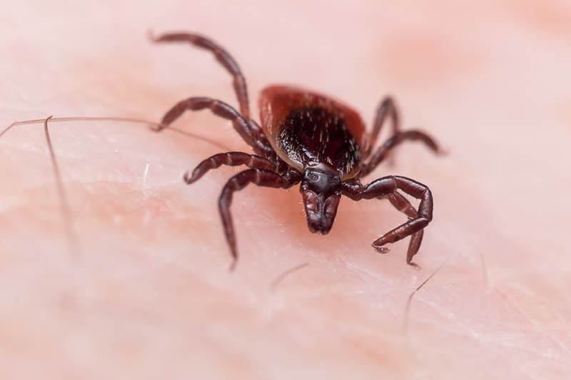 5 Types of Ticks in Pennsylvania (With Pictures) Grea Vision