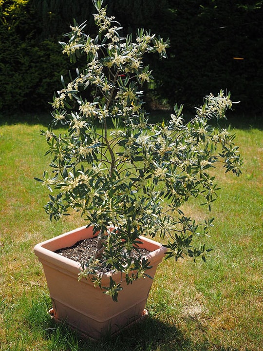 blossoming olive tree in a pot