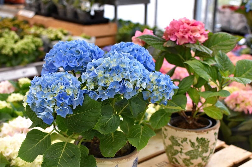 blue and pink hydrangeas plant