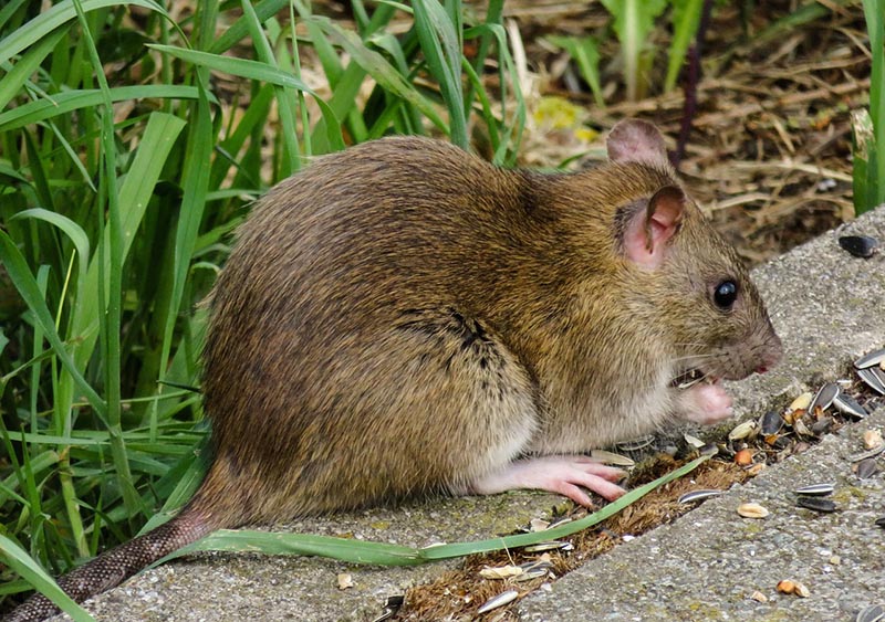 brown rat eating sunflower seeds