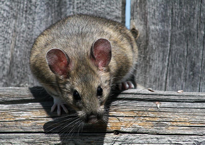 bushy tailed woodrat sniffing