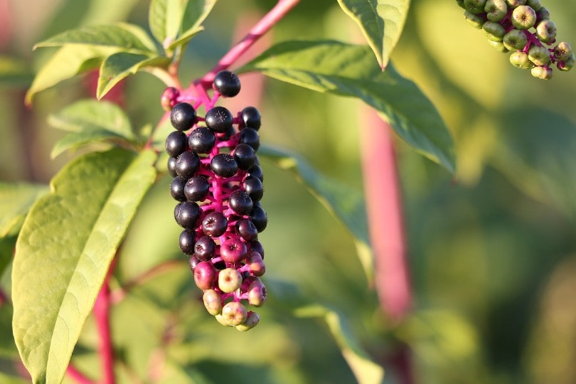 close up of a pokeweed fruit