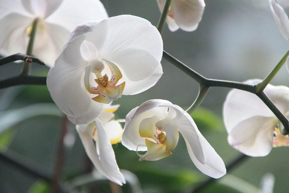 close up white orchids