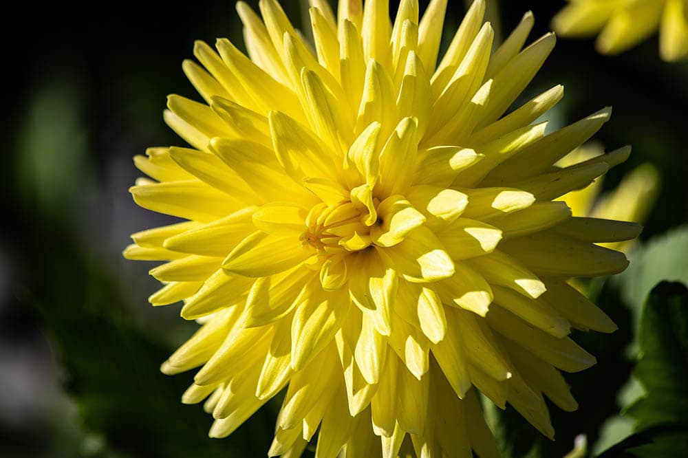 close up yellow dahlia