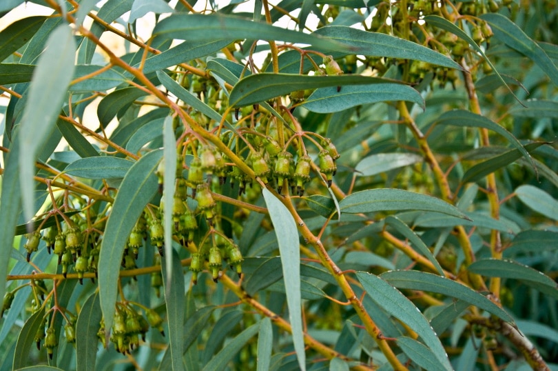 eucalyptus plant