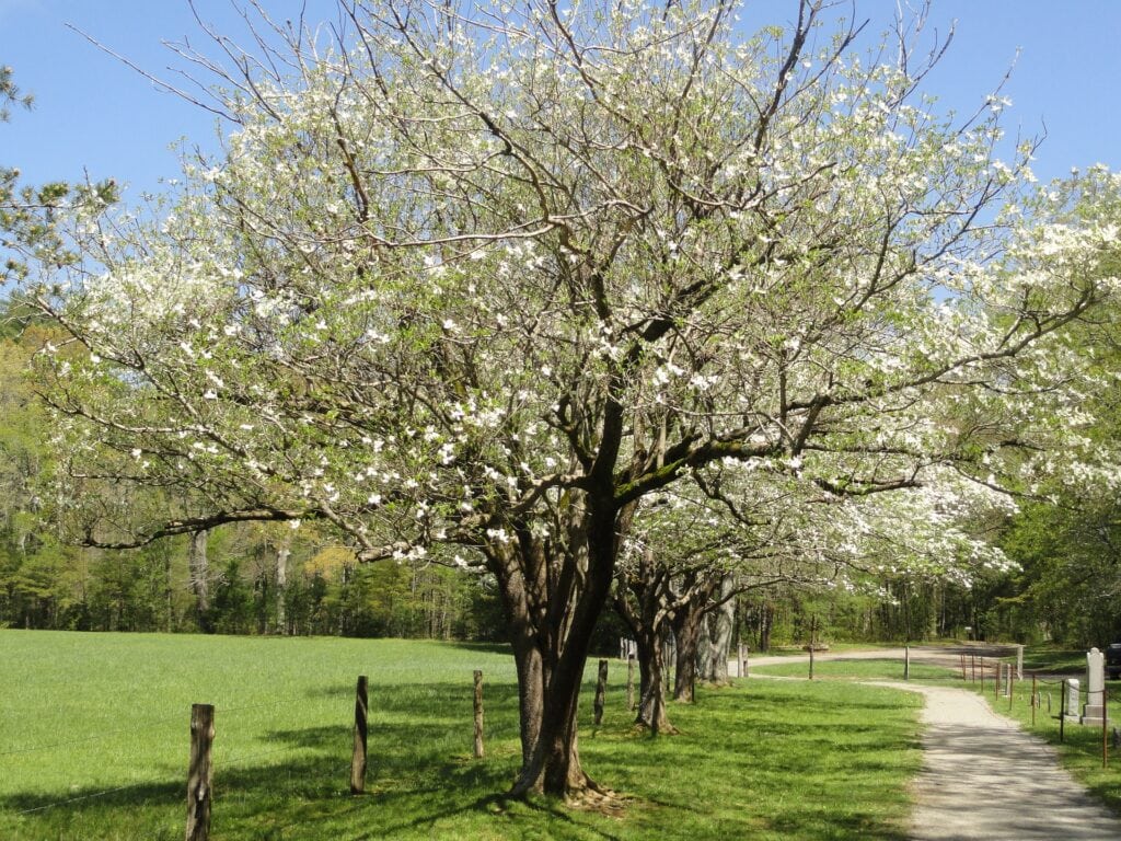 flowering dogwood tree