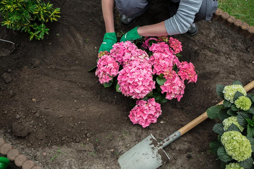 gardener planting Hydrangea flower plant
