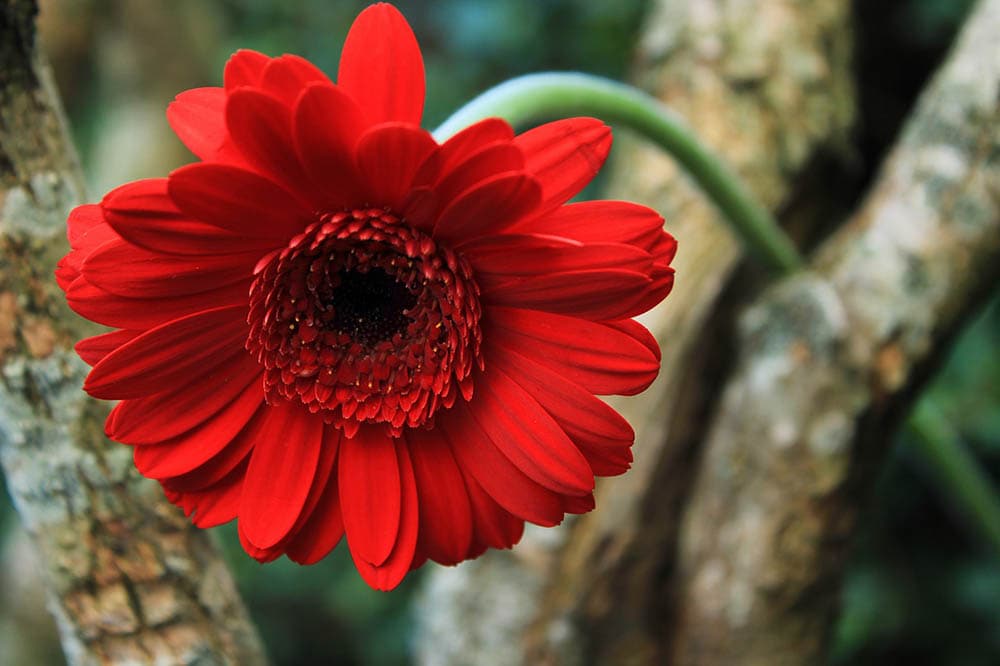 gerbera