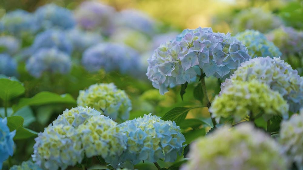 hydrangeas in the shade