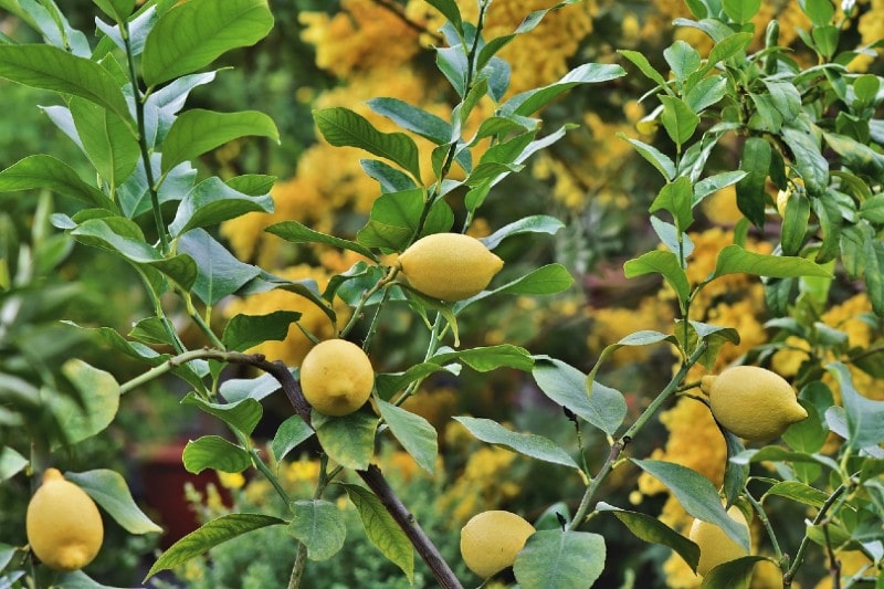 lemon tree