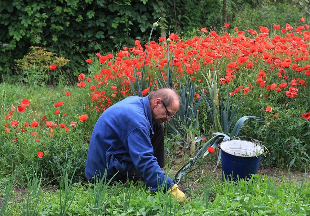 old man weeding on flower beds