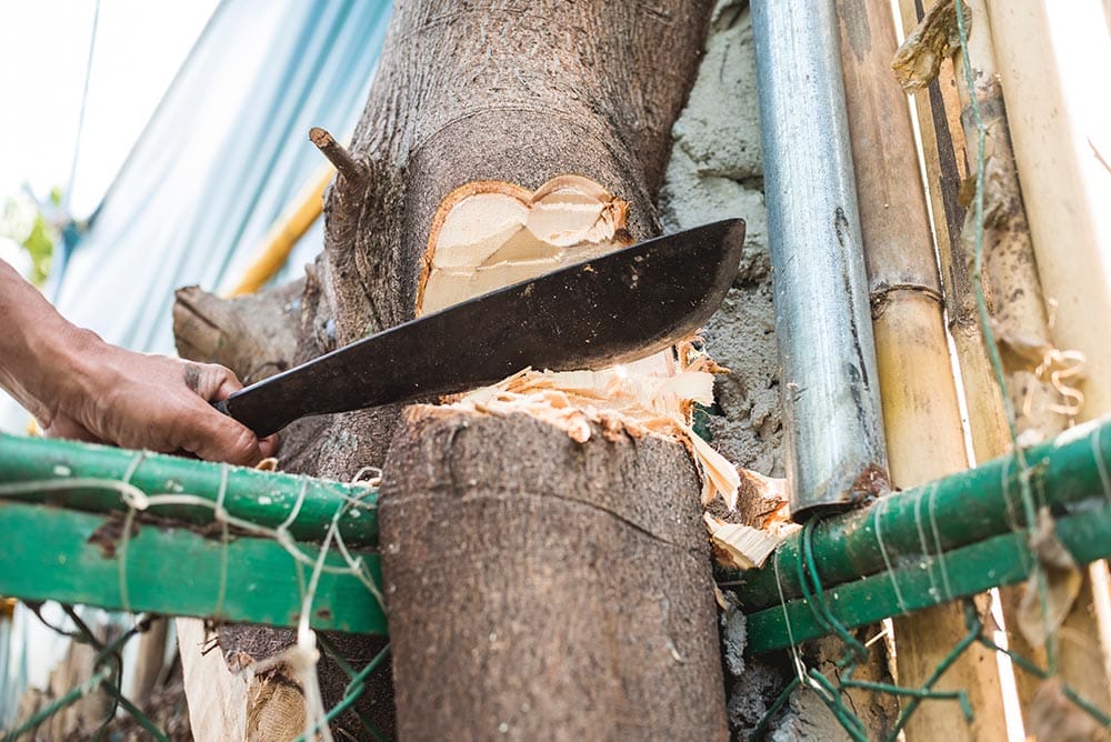 person chopping down mango tree using bolo