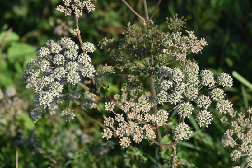 poison hemlock